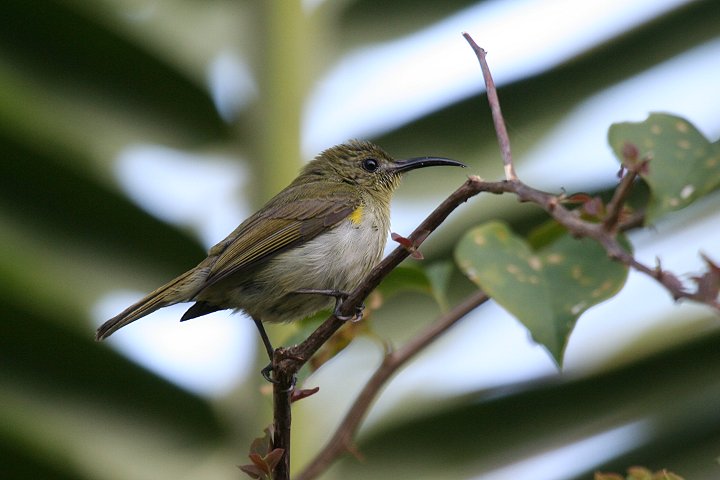 Olive Sunbird