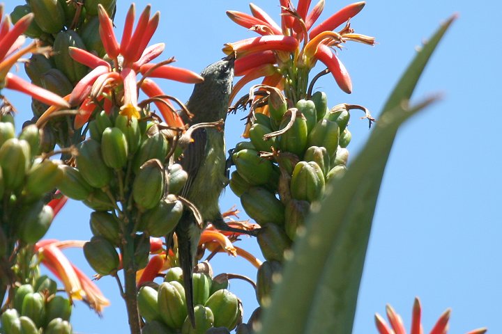 Olive Sunbird