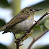 Olive Sunbird I[u^CE`E