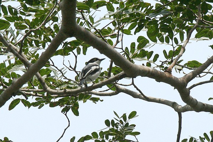 Pale Batis