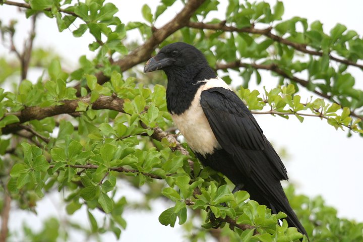 Pied Crow