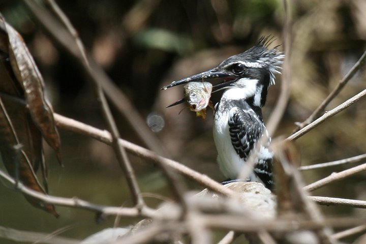 Pied Kingfisher