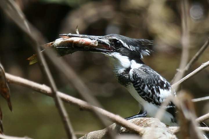 Pied Kingfisher