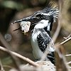 Pied Kingfisher