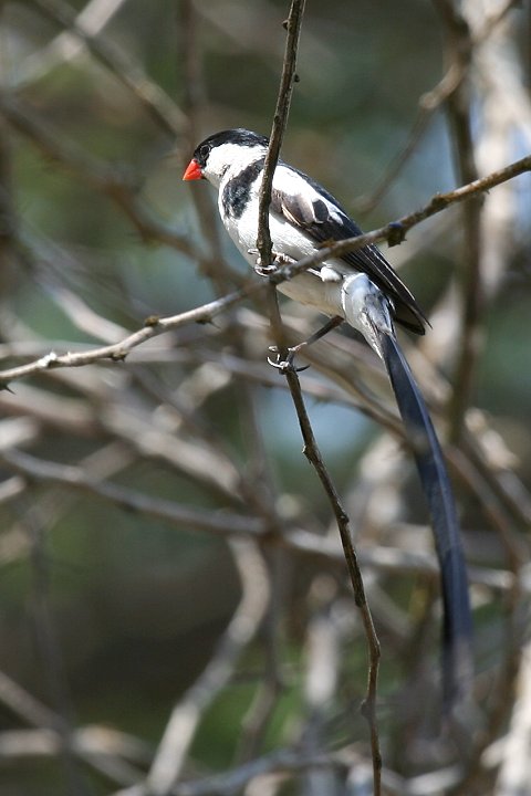 Pin-tailed Whydah