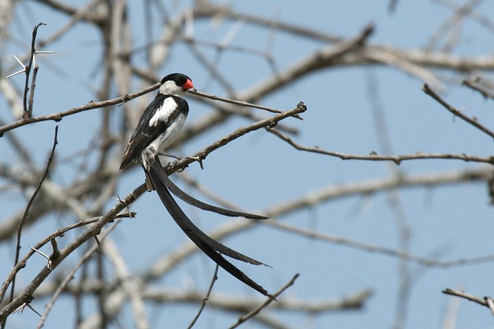 Pin-tailed Whydah