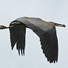 Purple Heron@TLTM