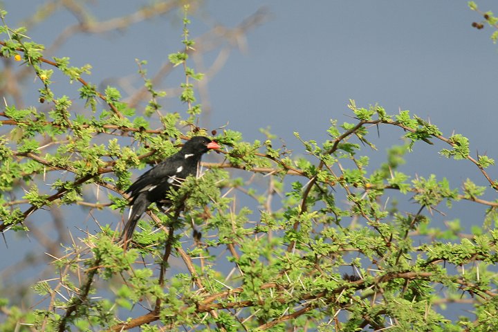 Red-billed Buffalo-Weaver