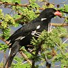 Red-billed Buffalo-Weaver AJnVEVn^I