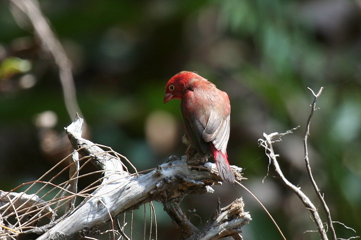 Red-billed Firefinch