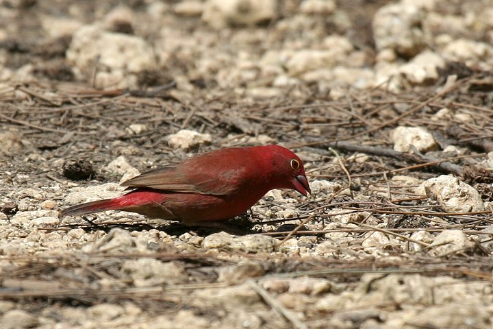 Red-billed Firefinch