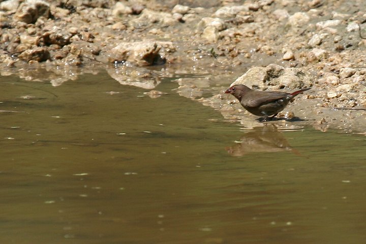 Red-billed Firefinch