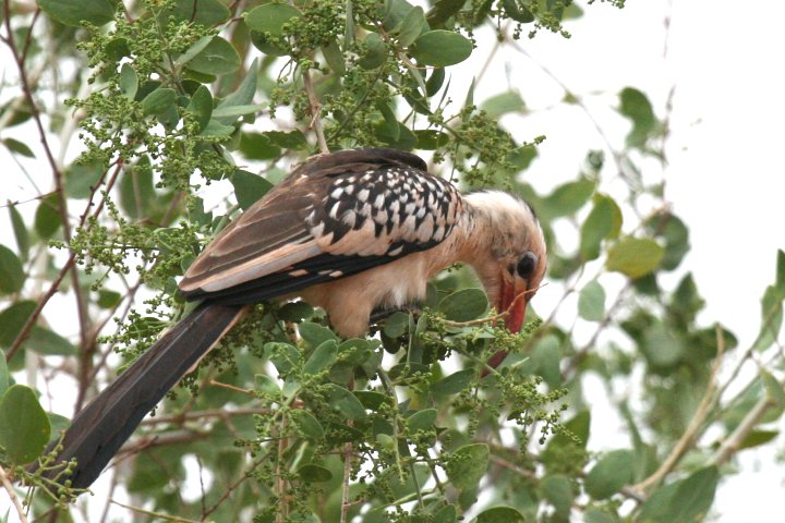 Red-billed Hornbill