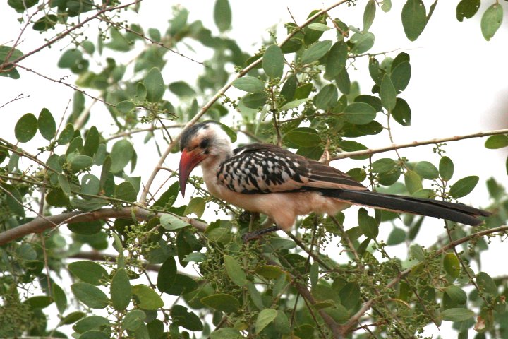 Red-billed Hornbill