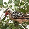 Red-billed Hornbill AJnVRTC`E