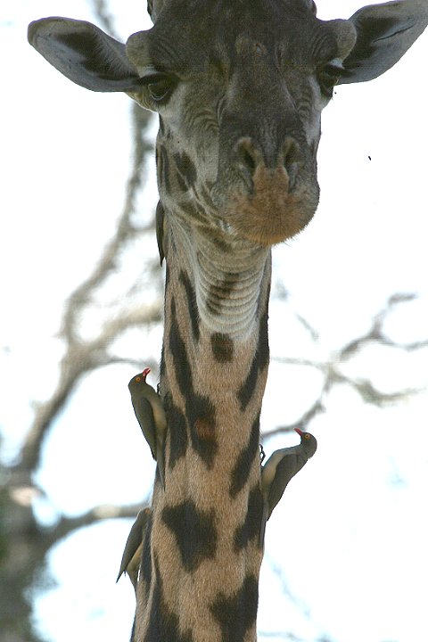 Red-billed Oxpecker