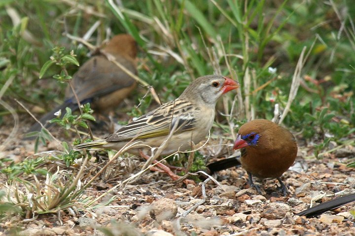 Red-billed Quelea