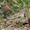 Red-billed Quelea REE`E