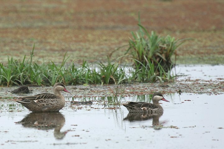 Red-billed Teal