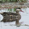 Red-billed Teal@AJnVIiKK