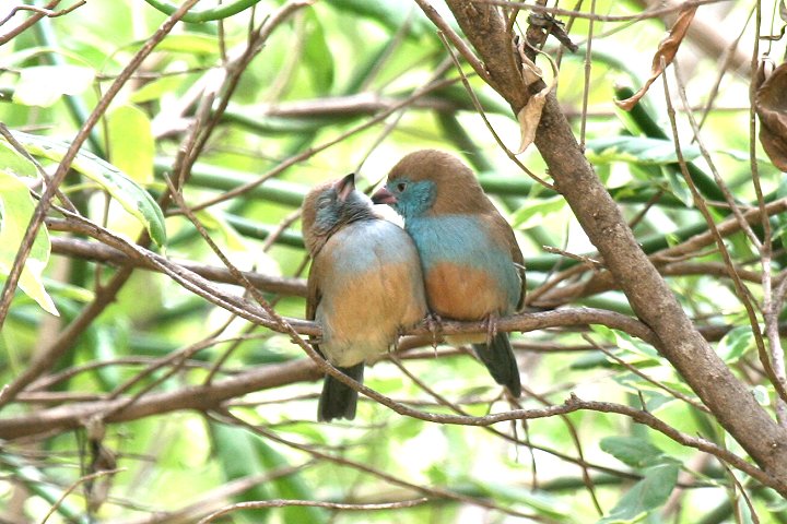 Red-cheeked Cordon-bleu