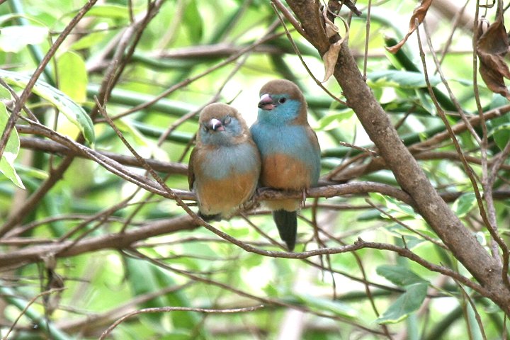 Red-cheeked Cordon-bleu