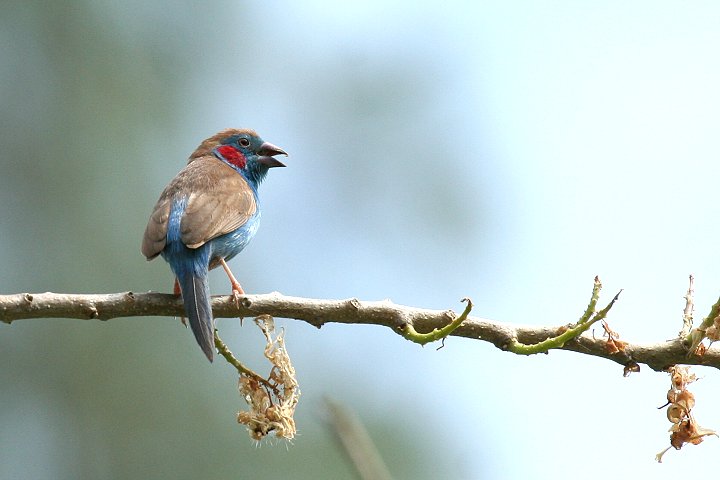 Red-cheeked Cordon-bleu