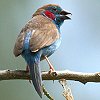 Red-cheeked Cordon-bleu ZCL`E