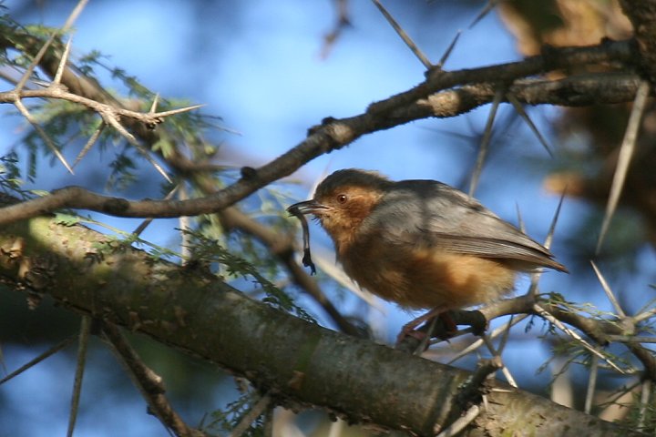 Red-faced Crombek