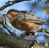 Red-faced Crombec AJKI`rIVNC