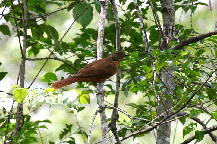 Red-tailed Ant-Thrush