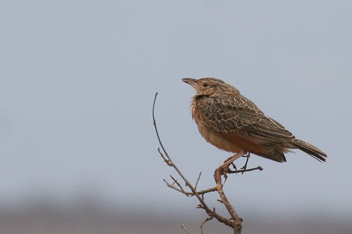 Red-winged Lark