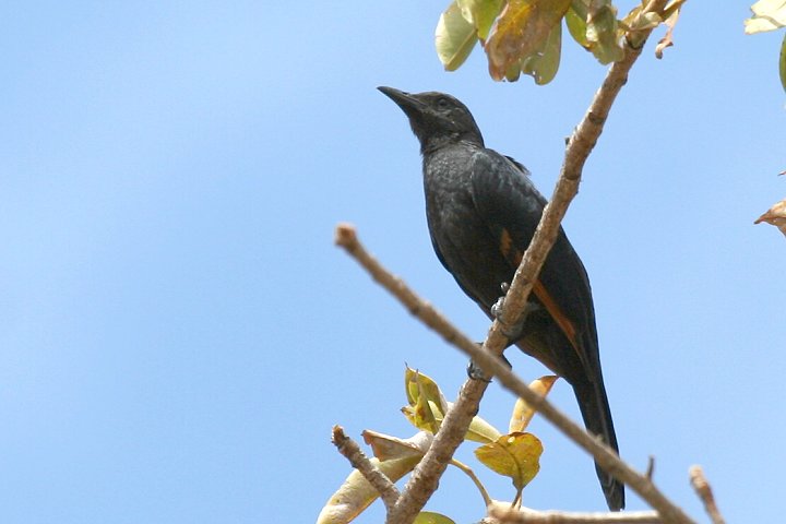 Red-winged Starling