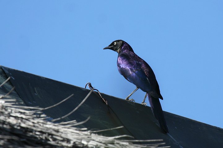 Rueppell's Long-tailed Starling 