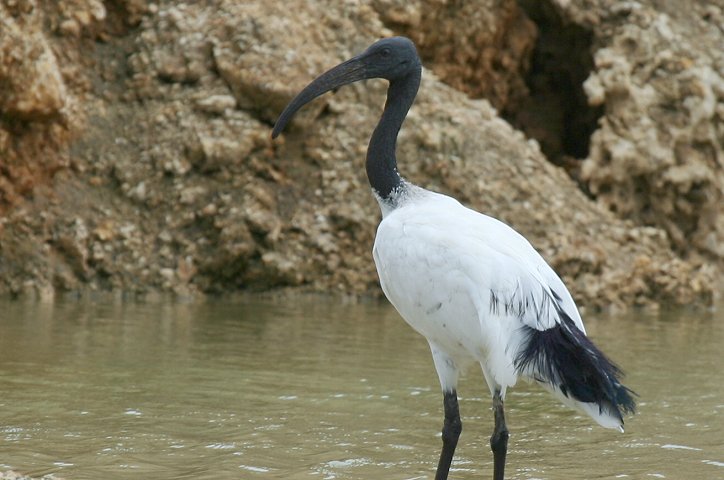 Sacred Ibis