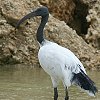 Sacred Ibis@AtJNgL