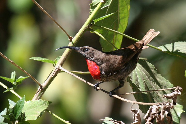 Scarlet-chested Sunbird