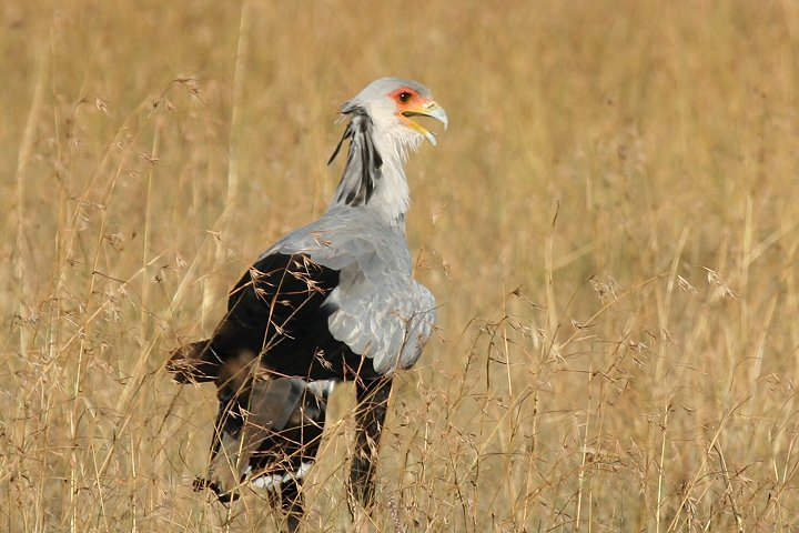 Secretary Bird