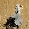 Secretary Bird wrNCV