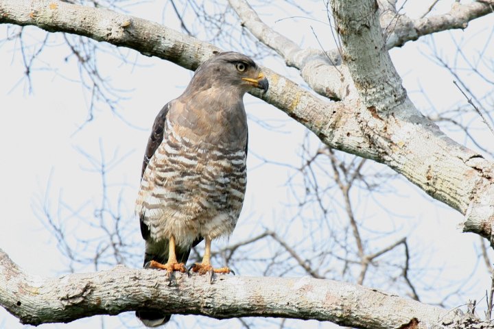 Southern-banded Snake Eagle