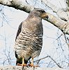 Southern-banded Snake Eagle ~i~Ir`EqV