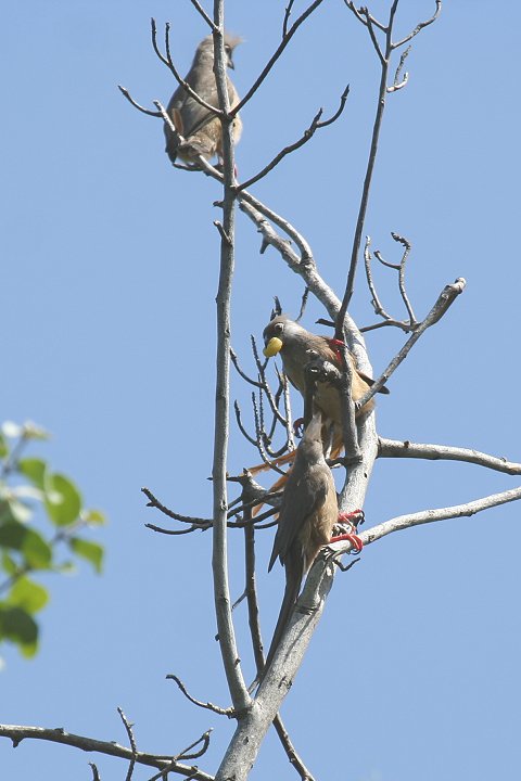 Speckled Mousebirds