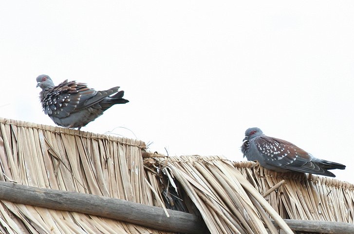 Speckled Pigeon