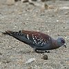 Speckled Pigeon ERJog