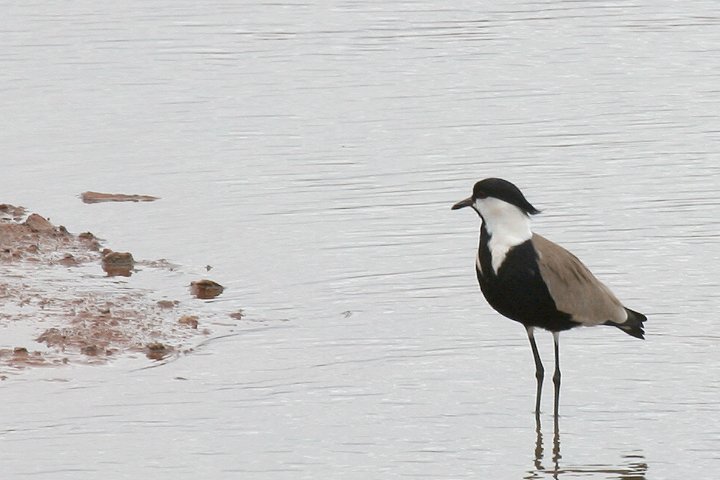 Spur Winged Lapwing