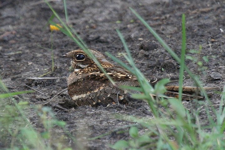 Square-tailed Nightjar