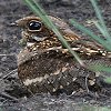 Square-tailed Nightjar K{^J