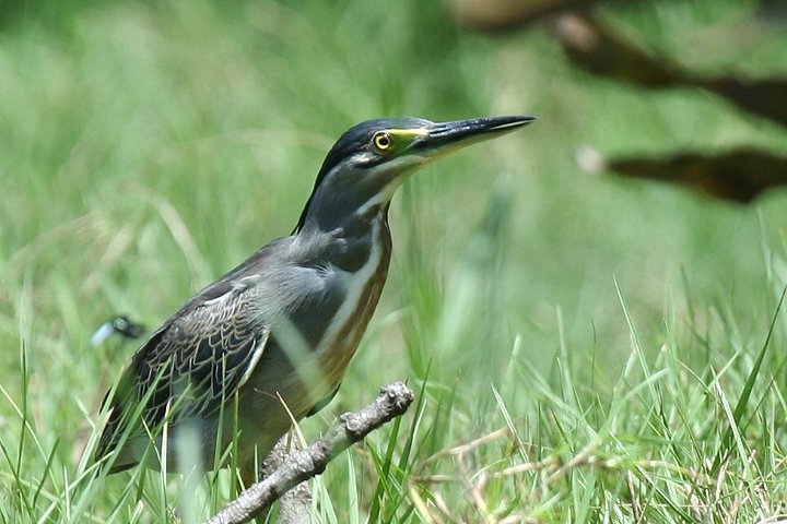 Striated Heron