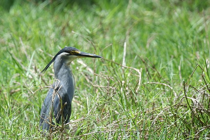 Striated Heron