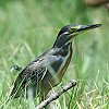 Striated Heron@TTSC